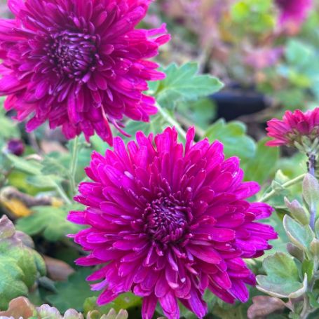 Picture of Purple Pride Perennial Mum Plant