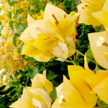 Picture of Gold Bougainvillea Plant