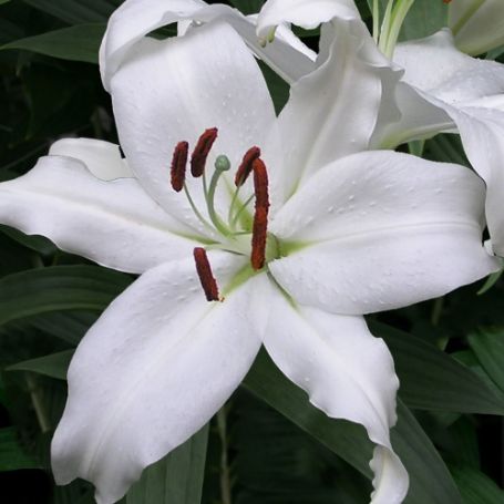 Picture of Mount Aspiring Lily Plant