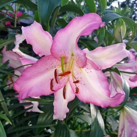 Picture of Smart Romance Lily Plant