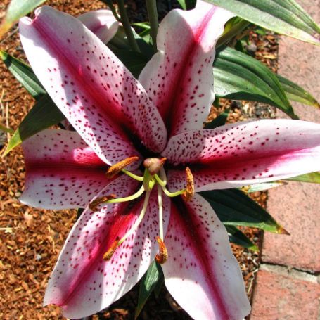 Picture of Hachi Lily Plant