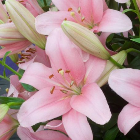 Picture of Brindisi Lily Plant