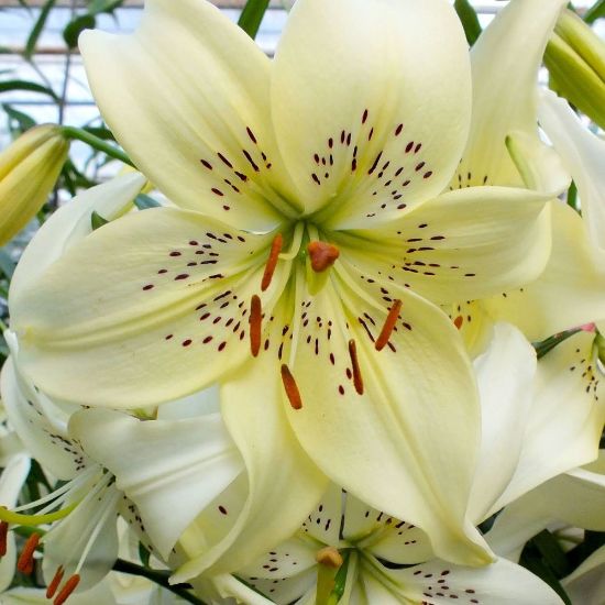 Picture of Sweet Surrender Lily Plant
