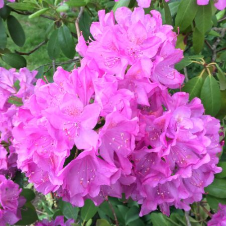 Picture for category Azalea Bushes