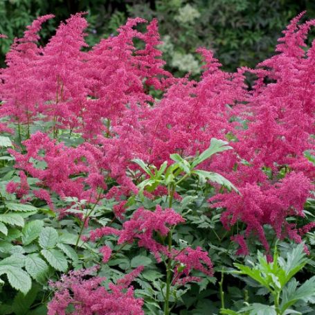 Picture of Spinell Astilbe