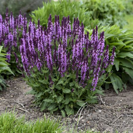 Picture of Pink Profusion Salvia Plant
