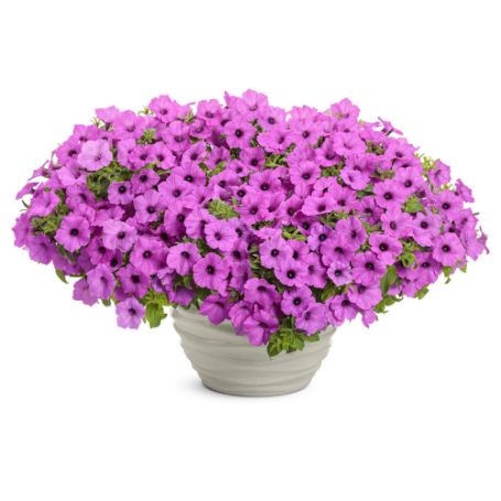 Picture of Supertunia® Vista Jazzberry® Petunia Plant