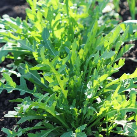 Picture for category Arugula