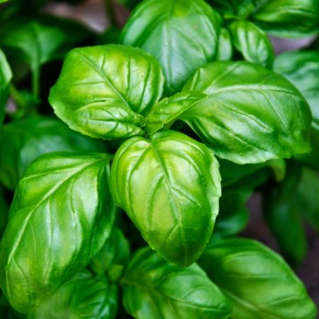 Picture for category Basil
