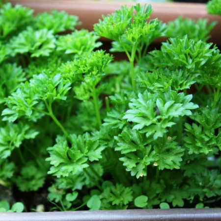 Picture for category Parsley