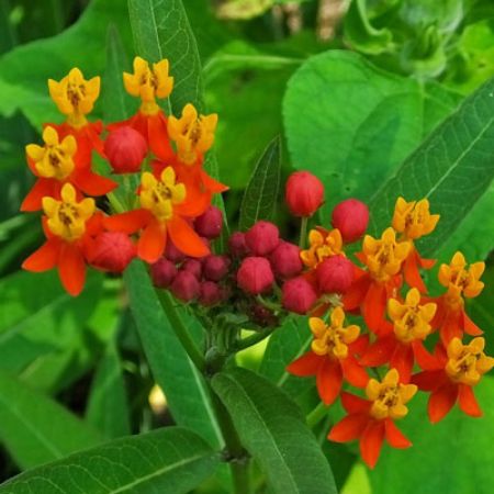Picture for category Asclepias Plants