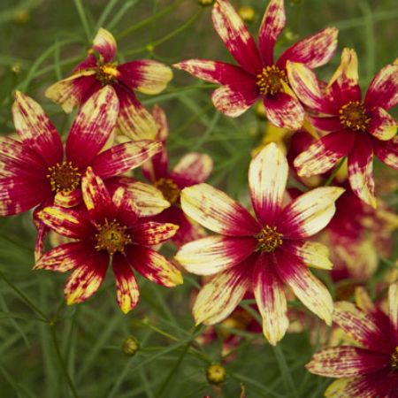 Picture for category Coreopsis Plants