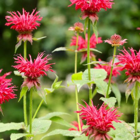 Picture for category Monarda Plants