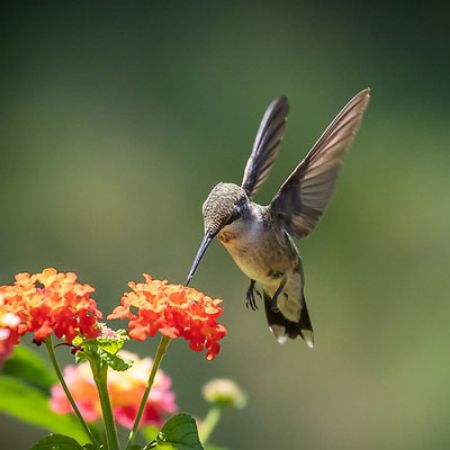 Picture for category Hummingbird-Friendly Lantana