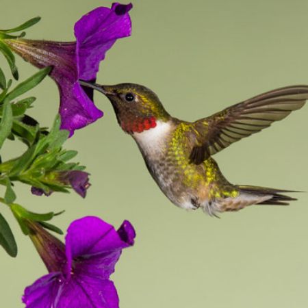Picture for category Hummingbird-Friendly Petunias