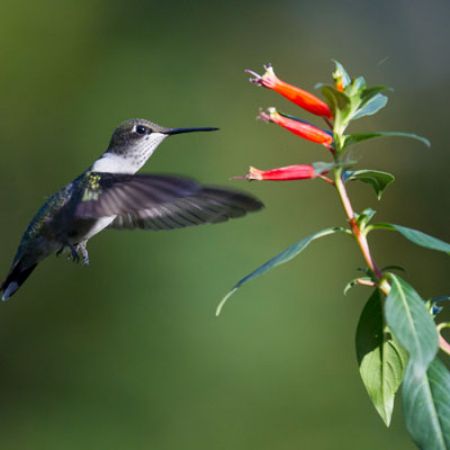 Picture for category Hummingbird-Friendly Cuphea
