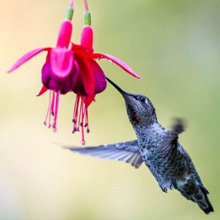 Picture for category Hummingbird-Friendly Fuchsia