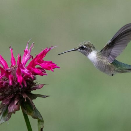 Picture for category Hummingbird-Friendly Monarda