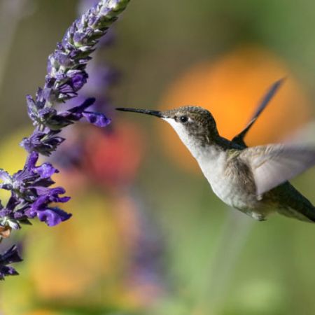 Picture for category Hummingbird-Friendly Salvia