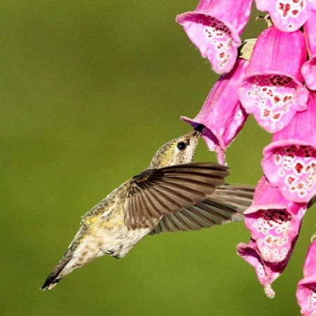 Picture for category Hummingbird-Friendly Digitalis