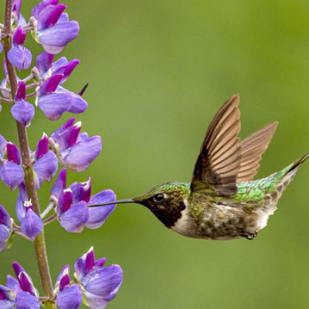 Picture for category Hummingbird-Friendly Lupine