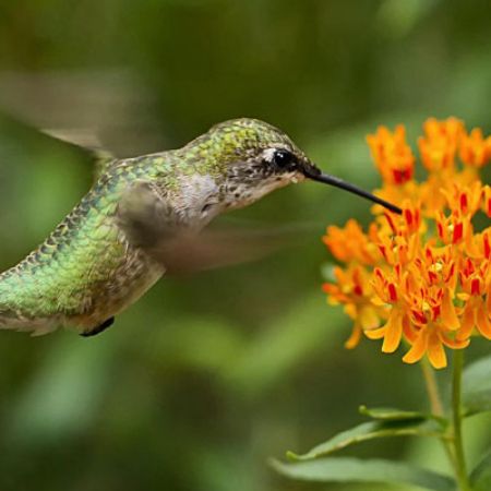 Picture for category Hummingbird-Friendly Asclepias