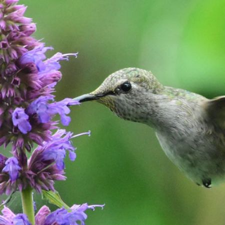 Picture for category Hummingbird-Friendly Agastache