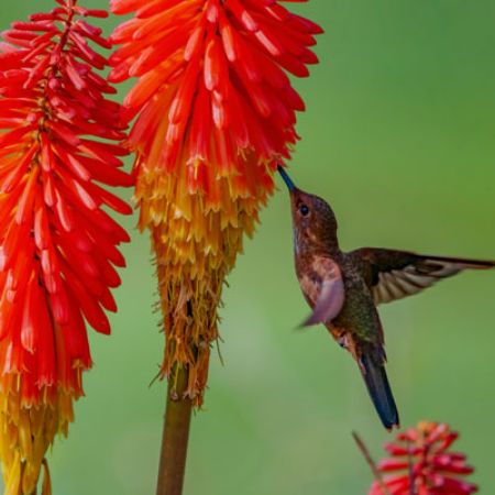 Picture for category Hummingbird-Friendly Kniphofia