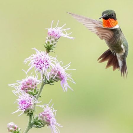 Picture for category Hummingbird-Friendly Liatris