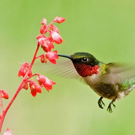 Picture for category Hummingbird-Friendly Heuchera