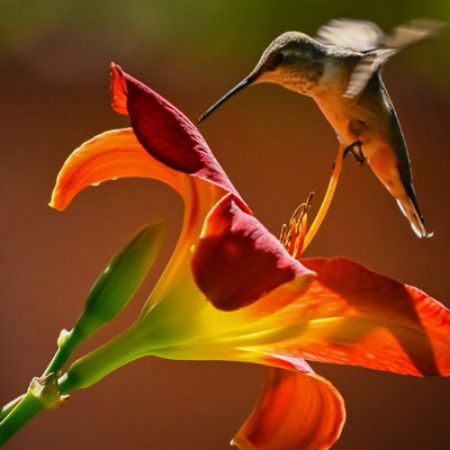 Picture for category Hummingbird-Friendly Hemerocallis