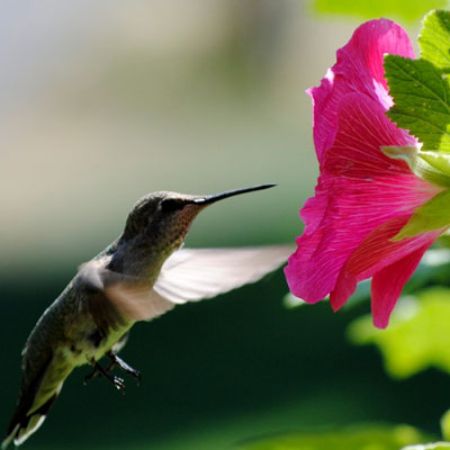 Picture for category Hummingbird-Friendly Alcea