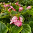 Begonia Double Cherry Blossom Plant