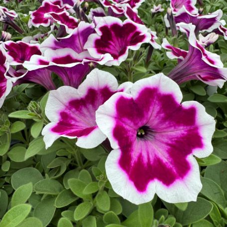 Picture of Painted Love™ Purple Petunia Plant