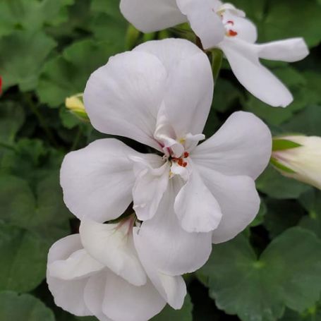 Picture of Caliente® White Geranium Plant