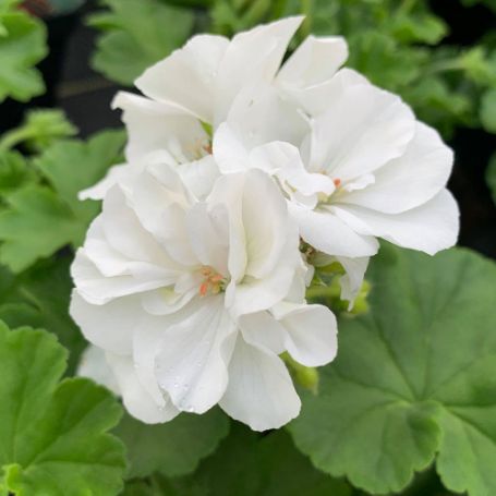 Picture of Calliope® Large White Geranium Plant