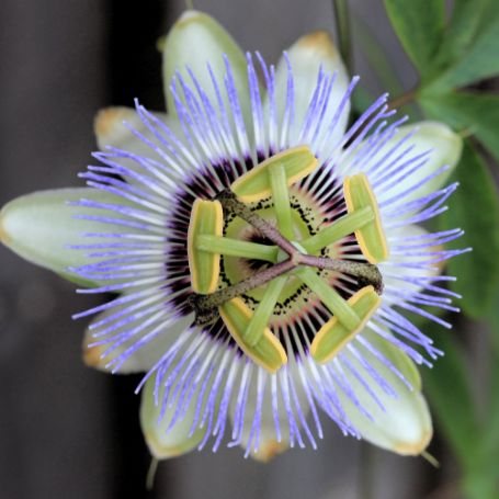 Picture of Blue Passiflora Plant 