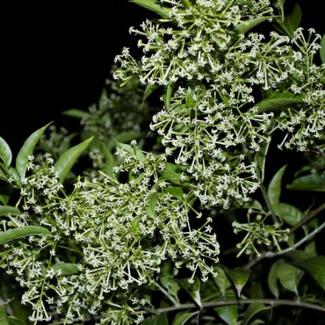Picture of Night Blooming Jasmine
