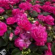 Picture of Rockapulco® Rose Double Impatiens Plant