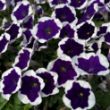 Picture of Cascadias™ Rim Violet Petunia Plant