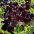 Picture of Crazytunia® Black Mamba Petunia Plant