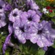 Picture of Headliner™ Crystal Sky Petunia Plant