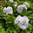 Picture of Great Balls of Fire™ White Geranium Plant