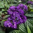 Picture of Fragrant Delight Heliotrope Plant