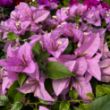 Picture of Silhouette Lilac Bougainvillea Plant