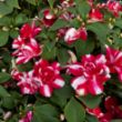 Picture of Silhouette® Red Star Double Impatiens Plant
