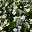 Picture of Scopia® Gulliver White Bacopa Plant