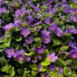 Picture of Scopia® Gulliver Blue Bacopa Plant