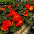 Picture of Nonstop® Fire Begonia Plant