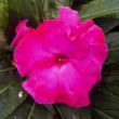 Picture of Roller Coaster Hot Pink Impatiens Plant